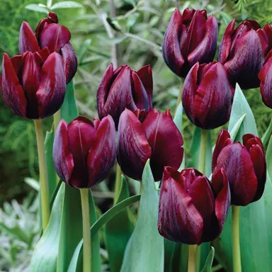 tulip-ronaldo-5