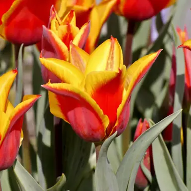 tulip-royal-design-1