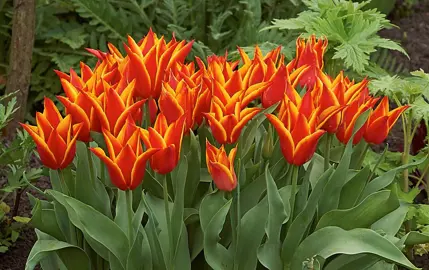 tulip-royal-design-2