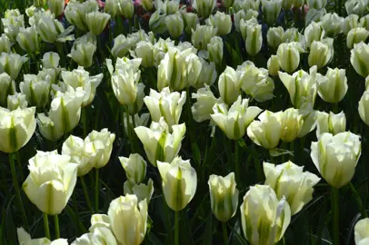 tulip-spring-green-4