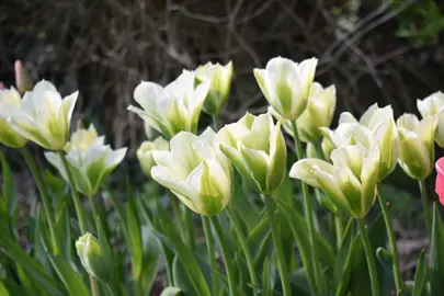 tulip-spring-green-5