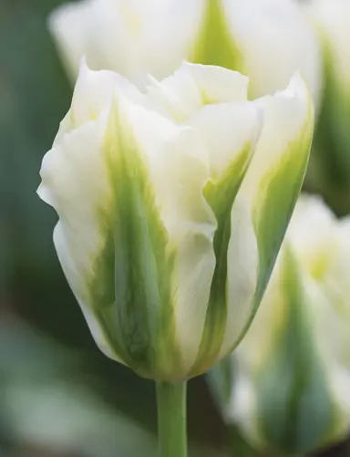 tulip-spring-green-6