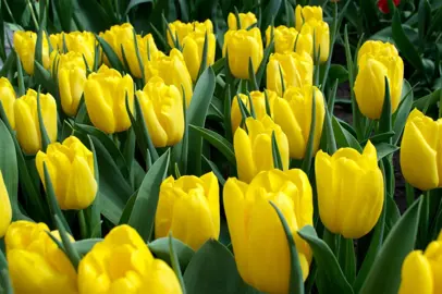 tulip-strong-gold-2