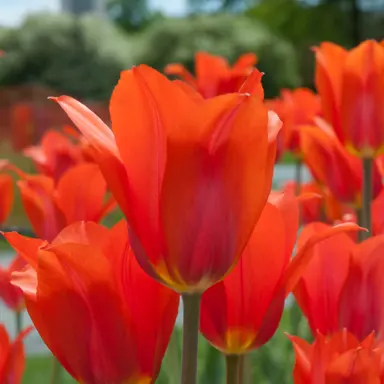 tulip-temples-favourite-1