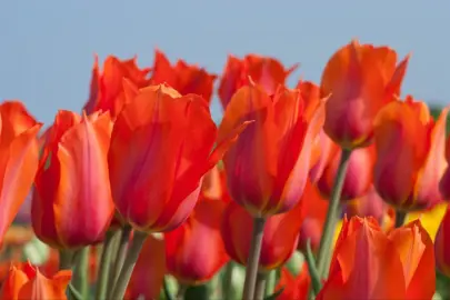 tulip-temples-favourite-2