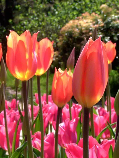 tulip-temples-favourite-3