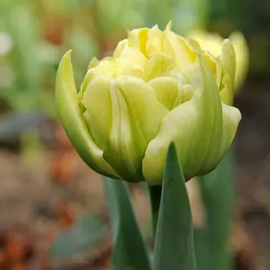 tulip-verona-2