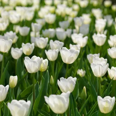 tulip-white-dream-1