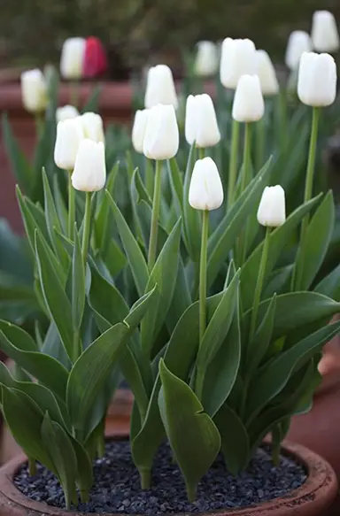 tulip-white-dream-2