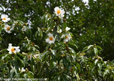 Tutcheria spectabilis shrub in flower.