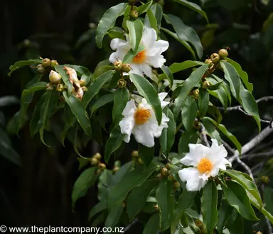 Tutcheria spectabilis white flowers with yellow centres and dark green foliage.