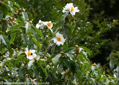 Tutcheria spectabilis shrub with white flowers and dark green foliage.