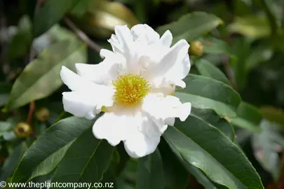 Tutcheria spectabilis white flower.