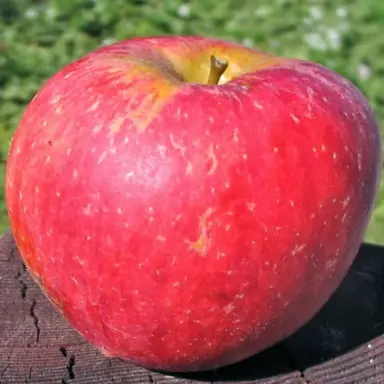 'Tydeman's Late Orange' apple fruit.