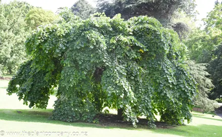 Ulmus camperdownii tree.