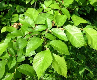 Ulmus carpinifolia green foliage.