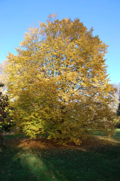 Ulmus'Ddodoens' tree with yellow foliage.