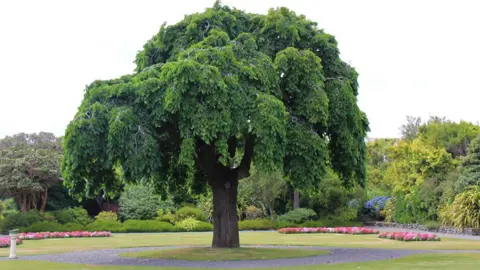 ulmus-glabra-pendula-