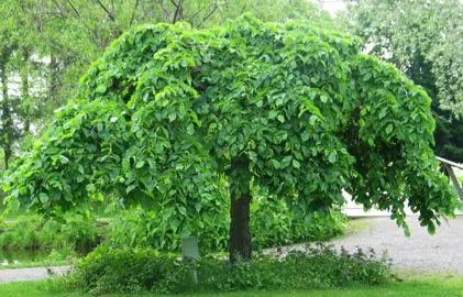 ulmus-glabra-pendula-1