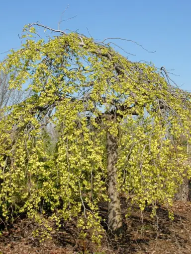 ulmus-glabra-pendula-3