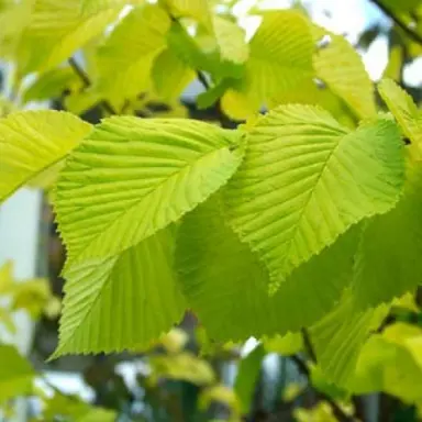 ulmus-lutescens--1