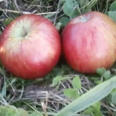 'Vailles Early' apple fruit.