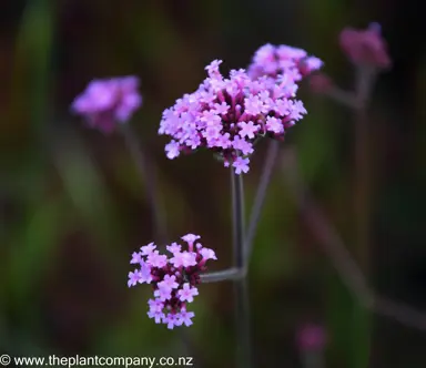 verbena-bonariensis--1