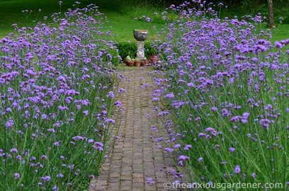 verbena-bonariensis--2