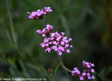 verbena-bonariensis-