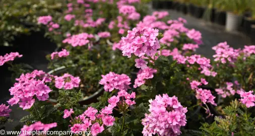 verbena-endurascape-pink-bicolour--2