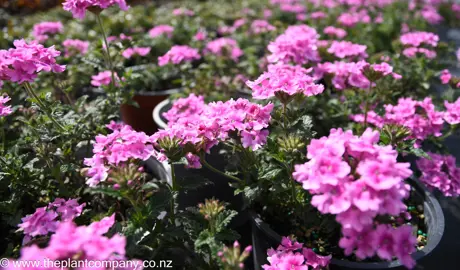 verbena-endurascape-pink-bicolour--3