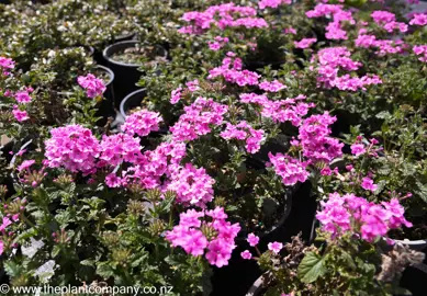 verbena-endurascape-pink-bicolour--5