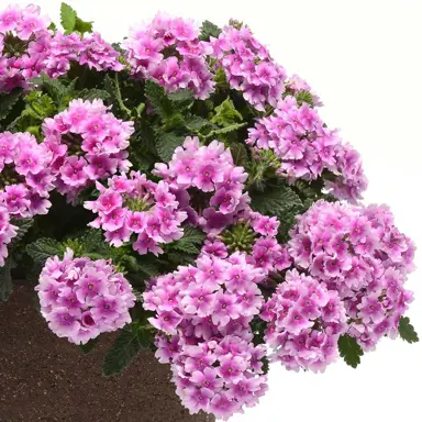 verbena-endurascape-pink-bicolour-