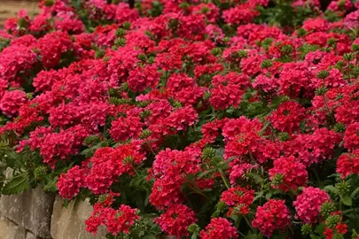 verbena-endurascape-red--1