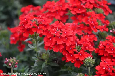 verbena-endurascape-red--2