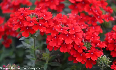 verbena-endurascape-red--3