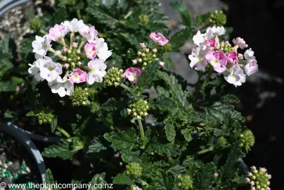 verbena-pink-ballet--2