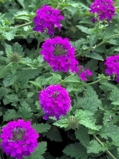 verbena-homestead-purple-