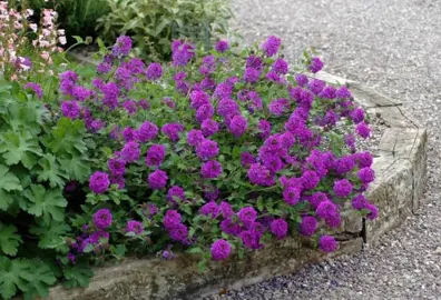 verbena-homestead-purple-1