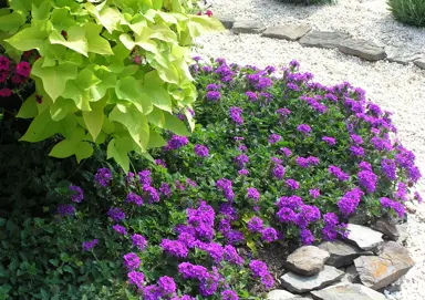 verbena-homestead-purple-3