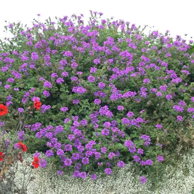 verbena-homestead-purple-4