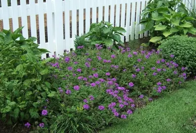 verbena-homestead-purple-5