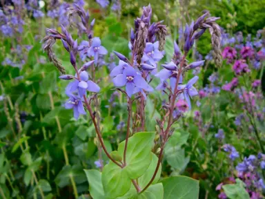 Veronica perfoliata bue flowers and lush, green foliage.