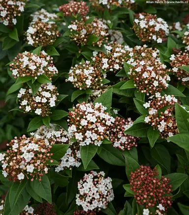 viburnum-anvi-