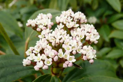 viburnum-davidii-2