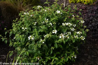 Viburnum mariesii growing in a garden show white flowers and green foliage.