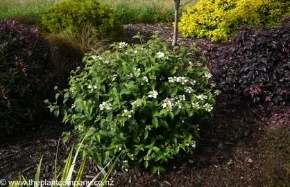 Viburnum mariesii plant in a garden.