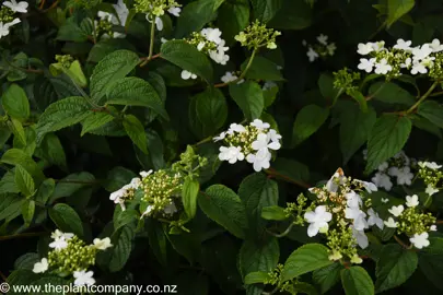 Viburnum mariesii showcasing white flowers and lush, green foliage.