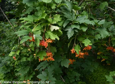 viburnum-notcutts-variety--1