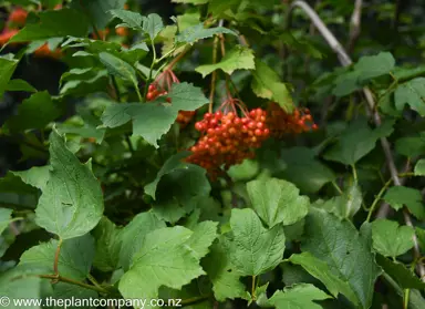 viburnum-notcutts-variety-